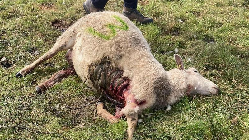 Mit einem Kehlbiss wurden insgesamt sieben Schafe in der Wingst mutmaßlich vom Wolf getötet. Foto: Privat