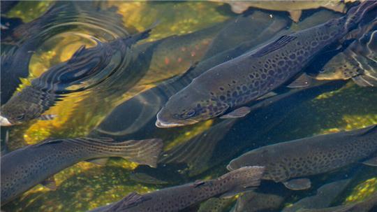 Mit einem Kescher angelten die Kriminellen Fische aus dem Zuchtteich in Horneburg (Symbolbild).