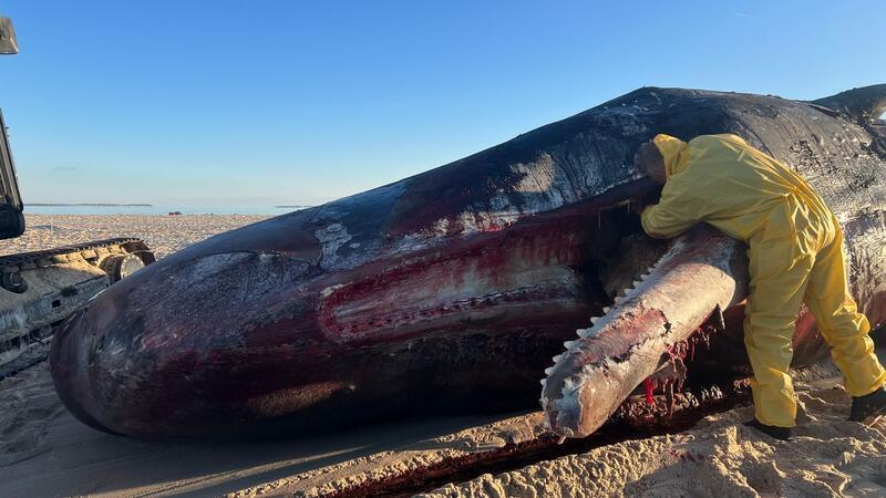 Sylt-Wal: Spezialist löst Fleischreste vom Unterkiefer Mit einem Messer hatte ein Experte den Unterkiefer am Strand auf Sylt vom Kadaver gelöst.