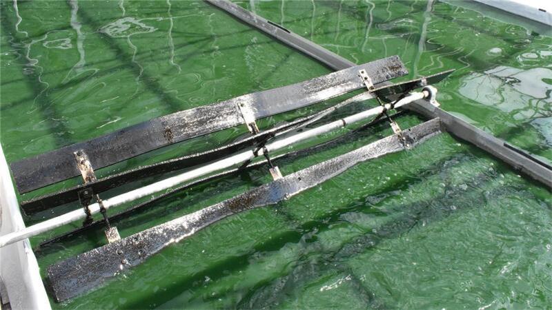 Landwirte stellen Betrieb um: Algenzucht anstatt Schweinemast Mit einem Schaufelrad wird das Algenwasser in Bewegung gehalten.