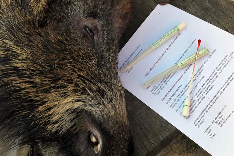 Mit einem Tupferstäbchen wurde einem Wildschwein Blut entnommen, um auf den Erreger der Afrikanischen Schweinepest (ASP) untersucht zu werden. Foto: Wolfgang Kumm/dpa