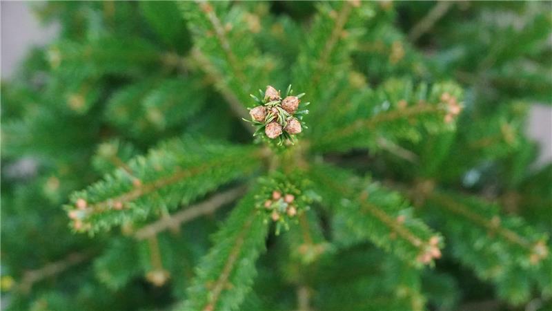 Mit einer Astschere beschädigten Unbekannte die Ware. (Illustration) 