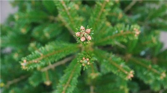 Mit einer Astschere beschädigten Unbekannte die Ware. (Illustration) 