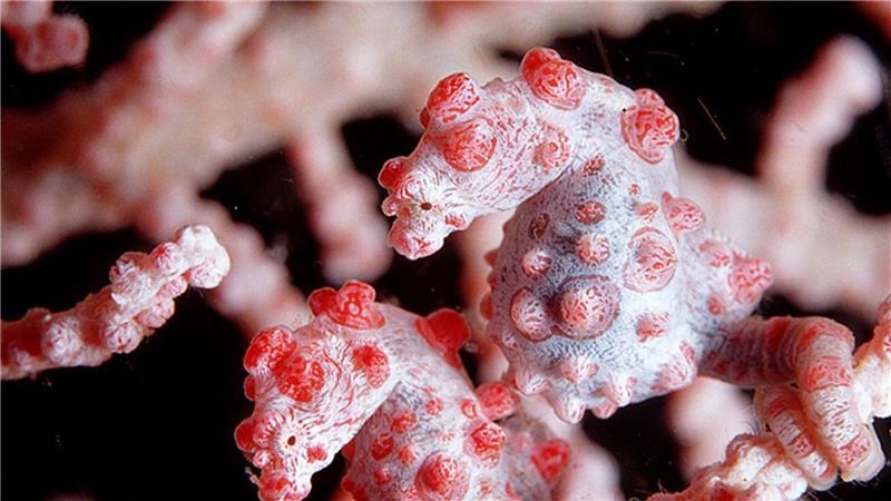 Zum Verwechseln ähnlich: Seepferdchen zwischen Weichkorallen Mit einer Größe von etwa zwei Zentimetern zählen Zwerg-Seepferdchen - auch Pygmäenseepferdchen genannt - zu den kleinsten Wirbeltieren weltweit.