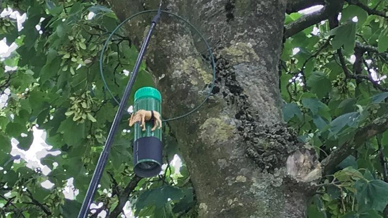 Geocaching feiert Geburtstag: Die ewige Suche nach dem perfekten Versteck Mit einer ausziehbaren Angel wird ein neuer Cache hinterlegt.
