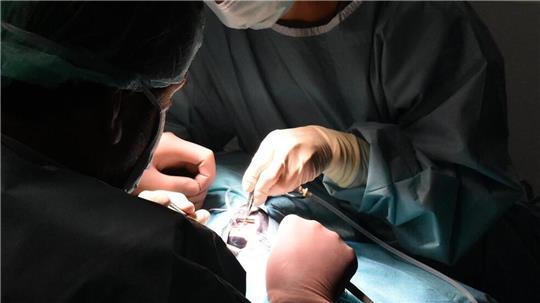 Mit einer speziellen Kopflampe operiert der Spezialist für Augenheilkunde an der Hanseklinik für Pferde in Sittensen, Dr. Stephan Leser. 