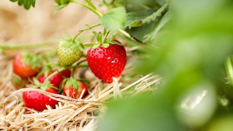 Mit etwas Gärtner-Wissen gedeihen die Erdbeeren prachtvoll. Foto: Jan Woitas/dpa-Zentralbild/dpa-tmn