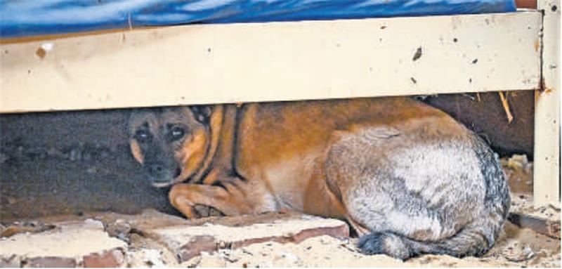 Mit großen Angstaugen guckt die siebenjährige Mira unter einem alten Bett im Stall hervor. Auch nach vielen Jahren in Deutschland hat sie sich noch nicht an Menschen gewöhnt.