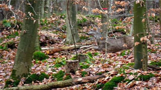 Mit großen Treibjagden werden die Wildbestände in den Wäldern gesenkt. (Archivbild)