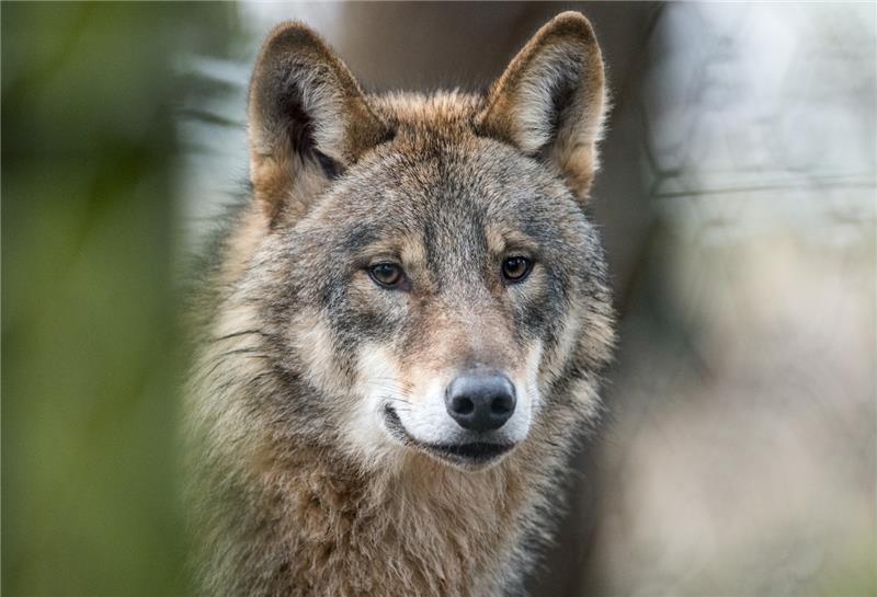 Wölfe in Heerstedt: 84 Sichtungen im Stader Nachbarkreis Mit ihrem eigenen Wolfsmonitoring in Heerstedt hat die Jagdgenossenschaft überregional für Aufmerksamkeit gesorgt.
