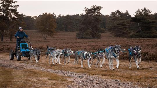 Mit ihren Huskys fährt Alexandra Augsten rund um Engelschoff, aber auch in der Heide und durch den Rüstjer Forst.