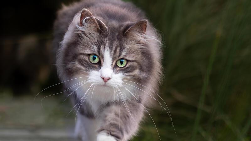 „Petfluencer des Jahres“: Staderin wird mit Katzenfotos zum Internet-Hit Mit ihren Katzen Malou (Foto) und Nala hat die "Petfluencerin" Julia Rüdiger 59.000 Follower.