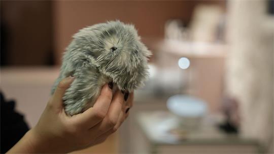 Mit ihren Knopfaugen erinnern Moflins an Hamster. 