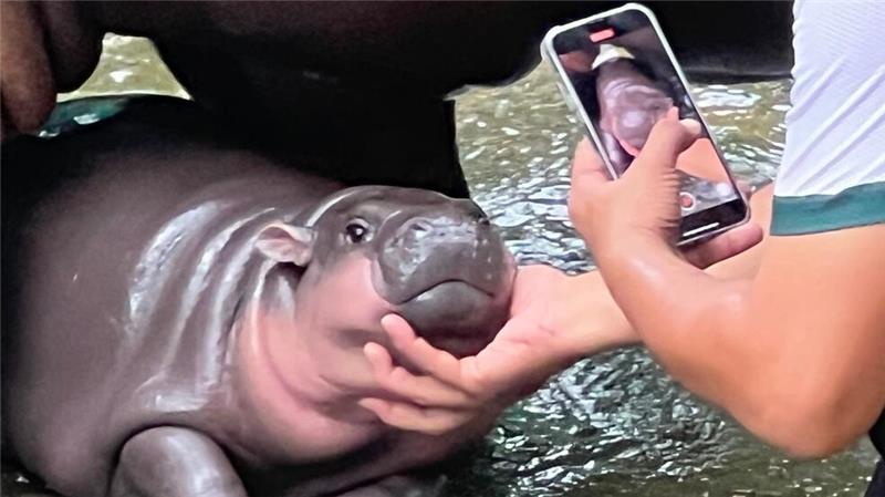 Ein Hippo-Mädchen als Kassenschlager: Das Phänomen Moo Deng Mit ihren Pausbacken und ihrer süßen Mimik eroberte Moo Deng im vergangenen Jahr die Herzen und das Internet.