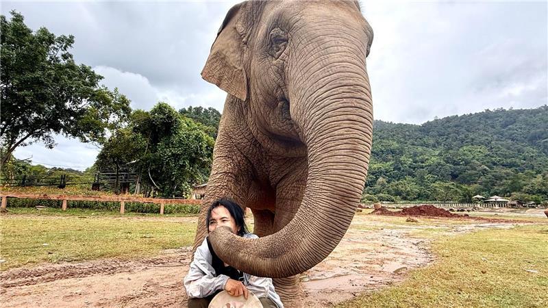Die Elefantenflüsterin von Chiang Mai Mit ihren Rüsseln scheinen die Elefanten ihre Retterin zärtlich zu streicheln.