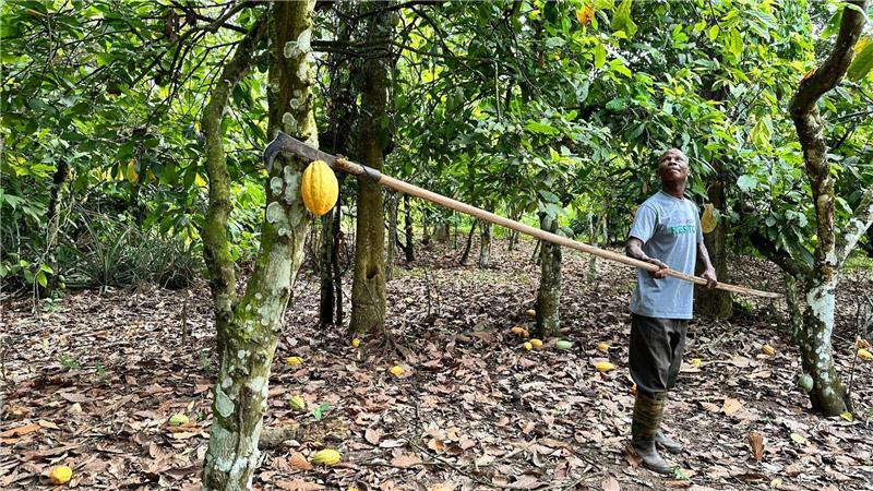 Kakao-Krise in Westafrika lässt Schoko-Hasen schrumpfen Mit knapp 1,3 Tonnen Kakao verdienten Kakaobauer Samuel Davor in der Saison 2023/2024 rund 2400 Euro.