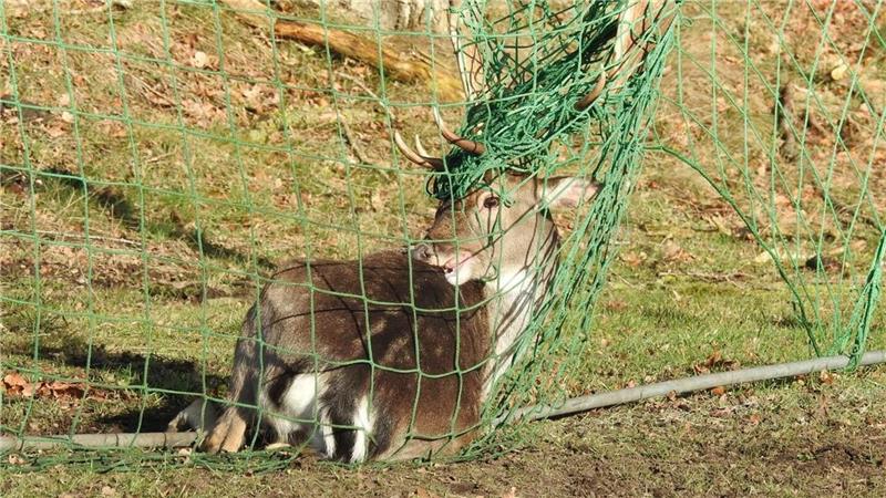 Hirsch aus Tornetz gerettet Mit seinem Geweih hat sich der Hirsch im Netz des Fußballtores verfangen. Eine Stunde nach seiner Rettung verschwand das Tier im Wald. Foto: Olaf Bullwinkel