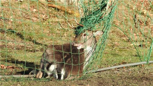 Mit seinem Geweih hat sich der Hirsch im Netz des Fußballtores verfangen. Eine Stunde nach seiner Rettung verschwand das Tier im Wald. Foto: Olaf Bullwinkel