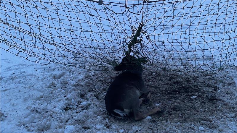 Mit seinem Geweih hat sich dieser Hirsch im Netz eines Fußballtores auf dem Kuhstedter Sportplatz verfangen.