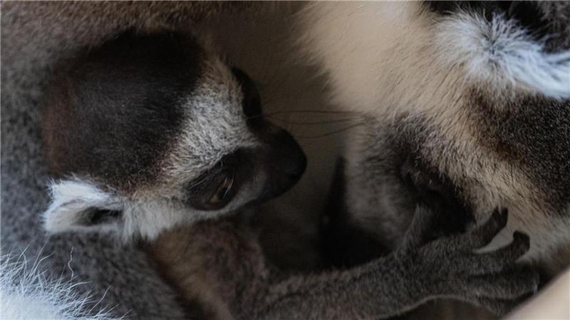 King-Julien-Nachwuchs: Kleine Kattas im Tierpark Hagenbeck in Hamburg Mit seinen kräftigen Finger und Zehen klammert sich das Junge an seine Mutter.