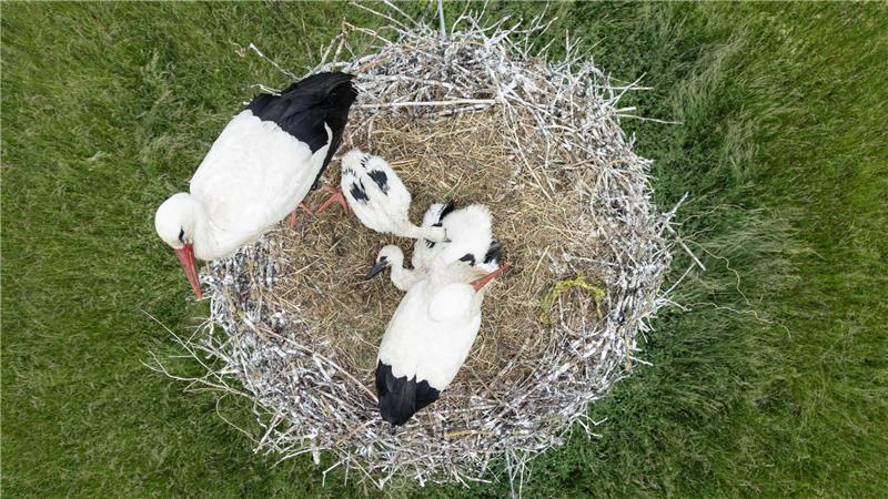 Mit seinen zwei Küken sitzt ein Paar Weißstörche auf dem Nest im hessischen Ried.