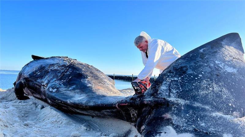 Sylt-Wal ist jetzt auf dem Festland Mit seiner Motorsäge war es für Timo Arp am Morgen nicht leicht, den riesigen Körper des Wals zu durchschneiden.