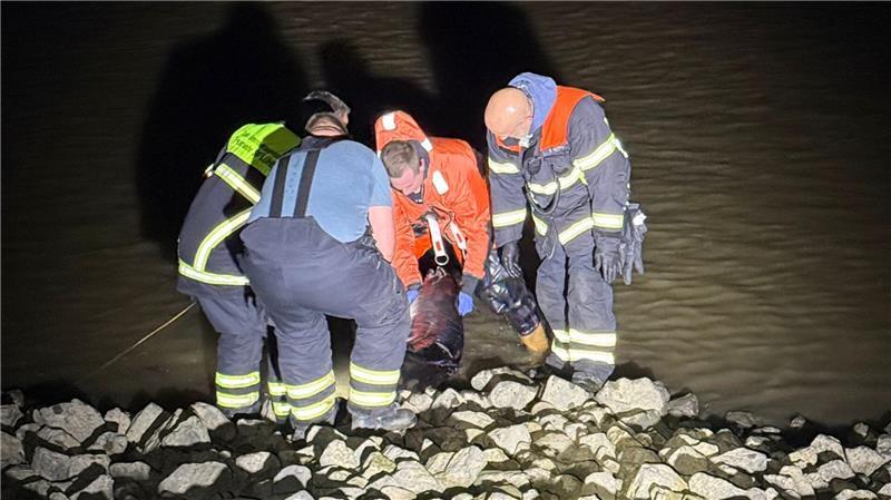 Mit vereinten Kräften zogen die Feuerwehrleute den toten Wal an Land.