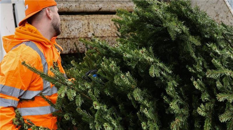 Mitarbeiter der Abfallwirtschaft des Landkreises Stade sammeln Weihnachtsbäume ab dem 7. Januar ein.