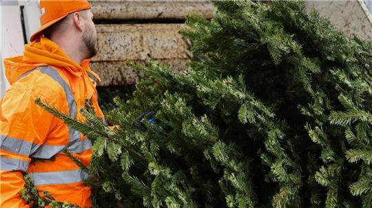 Mitarbeiter der Abfallwirtschaft des Landkreises Stade sammeln Weihnachtsbäume ab dem 7. Januar ein.