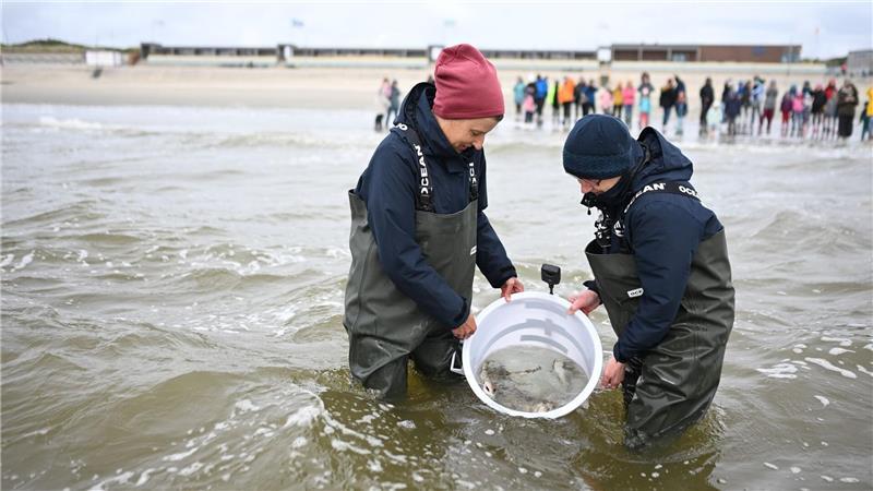 Mitarbeiter des Nordsee-Aquariums entlassen die kleinen Katzenhaie in die Nordsee.