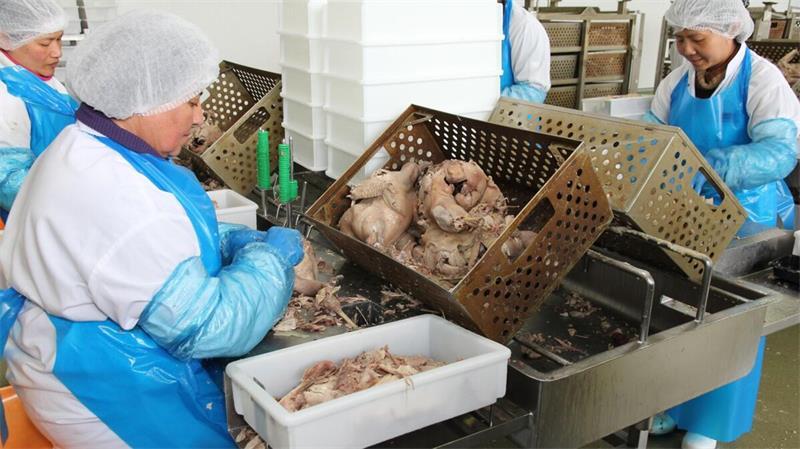 Geti Wilba: 100 Entlassungen – Lage spitzt sich zu Mitarbeiter von Geti Wilba bei der Verarbeitung von Geflügel: Trotz der Entlassung von 100 Beschäftigten bleibt die Hoffnung auf einen neuen Investor bestehen, der die Zukunft des Unternehmens sichern könnte.