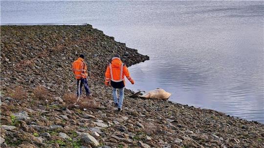Mitarbeiter von Niedersachsen-Ports nähern sich im Cuxhavener Hafen dem Kadaver des Tieres.