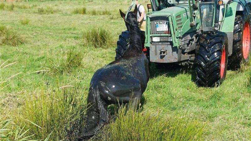 Feuerwehr rettet Pferd aus Graben Mithilfe eines Treckers und einer gepolsterten Rundschlinge gelang es, das Pferd ein Stück aus dem Graben zu ziehen. Den Rest schaffte das Tier aus eigenen Kräften.
