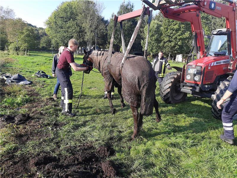 Pferd stürzt in Heitmannshausen in Graben Mithilfe eines Treckers wurde das Pferd befreit. Foto: Dehmlow/Feuerwehren SG Horneburg