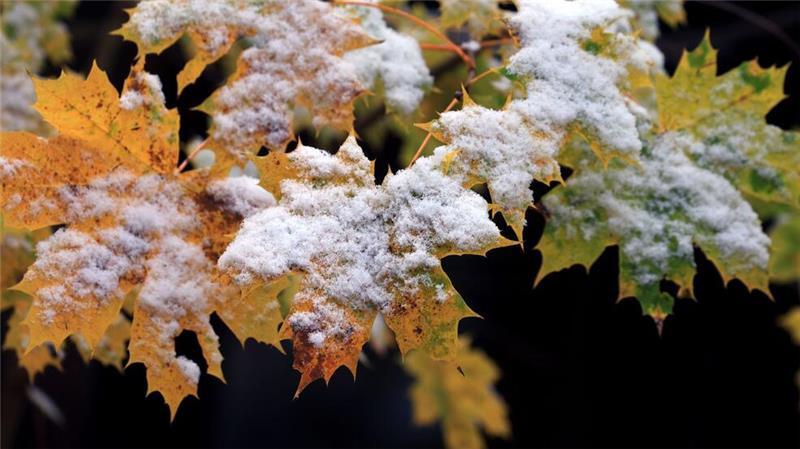 Mitten im Herbst kündigt sich schon der Winter an. Herbstlich gefärbte Blätter in einem Garten im Voralpenland in Bayern sind mit Schnee bedeckt.
