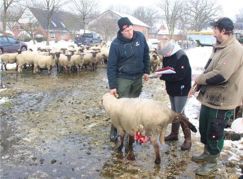 Mitten in Mittelstenahe fand das Tierdrama ein Ende. Ehepaar Offermann mit Schäfer Frank Mählmann (r.) bedauern, dass auch dieses schwer verletzte Schaf nicht gerettet werden kann. Kurz darauf wird es vom Tierarzt eingeschläfert.