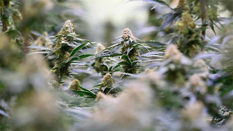Mehr Menschen kommen wegen Cannabis ins Krankenhaus Mittlerweile hat das Bundeskabinett strengere gesetzliche Regeln für den Zugang zu medizinischem Cannabis auf den Weg gebracht. (Archivbild)