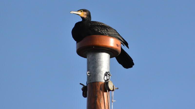 Mittlerweile hat die Museumsschiff-Crew den Kormoran auf freundliche Weise seines neuen Lieblingsplatzes verwiesen.