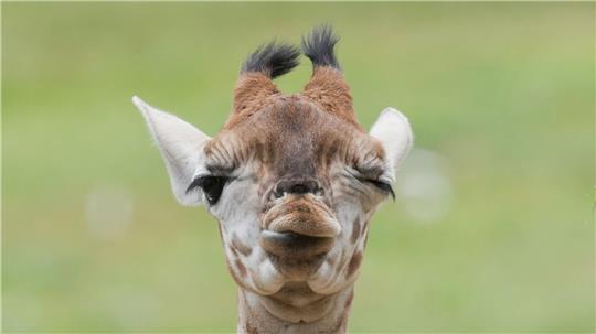 Model Linus Weber wird Namenspate für Giraffenbaby