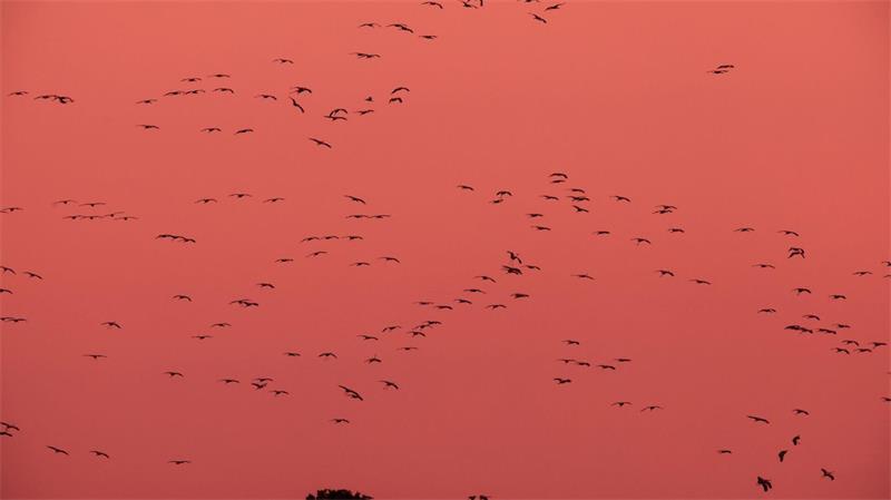 Warum sich eine Expertin Sorgen um die Kraniche macht Möglicherweise meiden die Kraniche die großen Brutgebiete in diesem Jahr, sagt Anne Kettner.