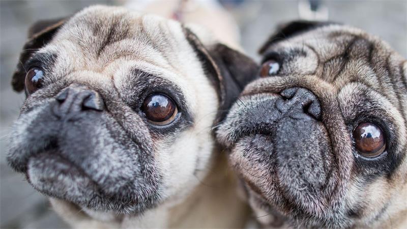 Möpse sind bei Hundehaltern beliebt, leiden aber durch ihre Optik. (Symbolbild)