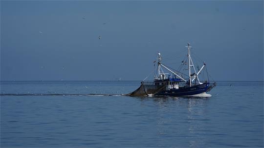 Möwen fliegen einem Fischkutter in der Elbmündung hinterher. (Symbolbild)