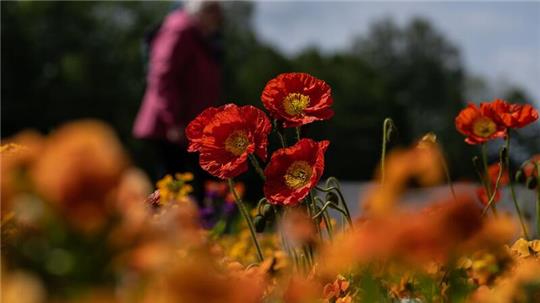 Mohnblumen blühen bei der letztjährigen Landesgartenschau in Bad Gandersheim.