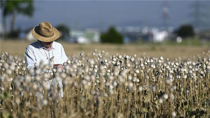 Mohnfeld in Niederösterreich: Der Besitzer überprüft den Zustand der Pflanzen auf einem Feld bei Raasdorf.