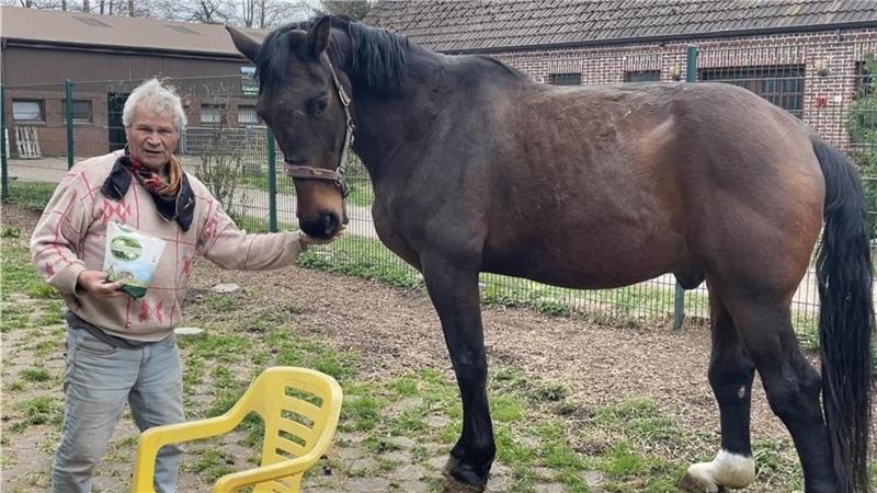 Nachfolger mit Herz gesucht: Gnadenhof „Pferdeoase“ steht vor dem Aus Mokka ist ein ehemaliges Zugpferd. Dadurch sind die Sehnen an den Fesselgelenken ausgeleiert. Foto: Krabbenhoeft