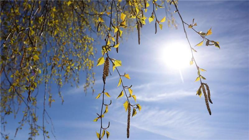 „Momentan blühen deutschlandweit die Birken, deshalb haben wir eine sehr hohe Konzentration“, sagt Carola Grundmann von der Human-Biometeorologie des DWD. (Symbolbild)