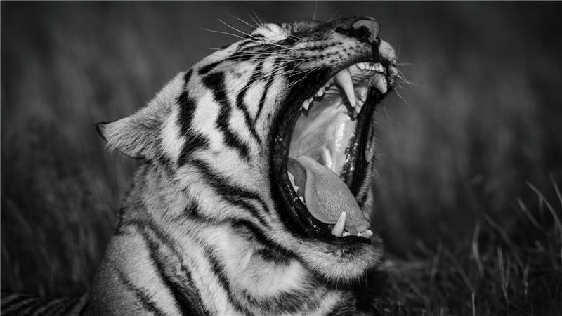 Von Apensen nach Afrika: Olli Elf auf Foto-Safari mit brenzligen Momenten Momentaufnahme eines gähnenden Tigers, mit Blick auf die messerscharfen Zähne.