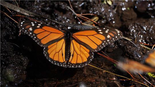 Monarchfalter wandern jedes Jahr zwischen Kanada, den USA und Mexiko. (Archivbild)