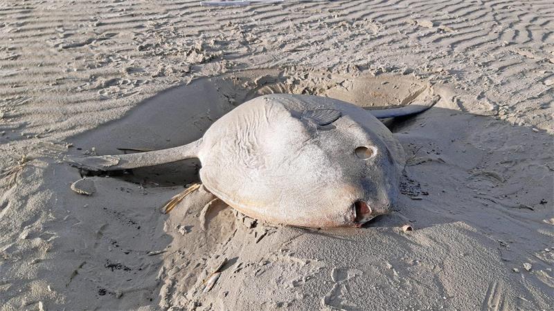 Orcas zerfetzen Mondfische - eine Spielerei? Mondfische stranden gelegentlich auch an der Nordseeküste. (Archivbild)