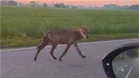 Montagmorgen gegen 5 Uhr in Otterndorf: Ein Wolf läuft neben einem Fahrzeug auf der Landesstraße 118 nahe des Gewerbegebietes her.